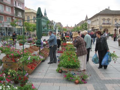 Međunarodni festival cvijeća u Somboru: Prvi koraci uvijek su najteži